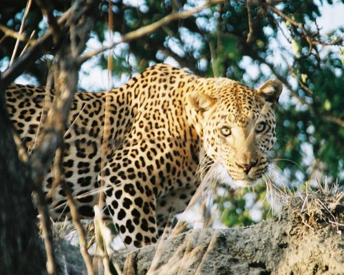 LAKE MANYARA NATIONAL PARK, NGORONGORO CRATER 